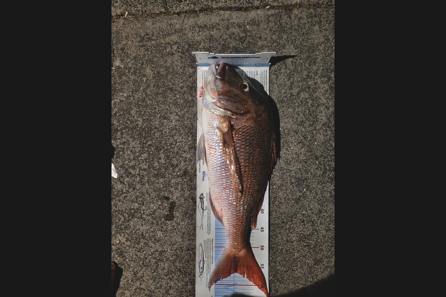 Jeremy Coakley caught this 56.5cm Snapper at Auckland during The Export NZ Fishing Competition