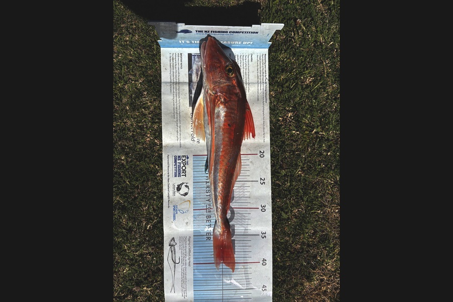 Matt  King  caught this 39.5cm Gurnard at Hawkes Bay during The Export NZ Fishing Competition