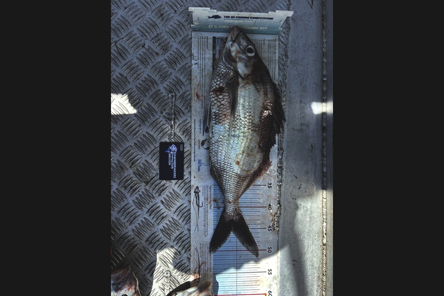 Karl Puklowski  caught this 45.5cm Tarakihi at Nelson/Marlborough during The Export NZ Fishing Competition