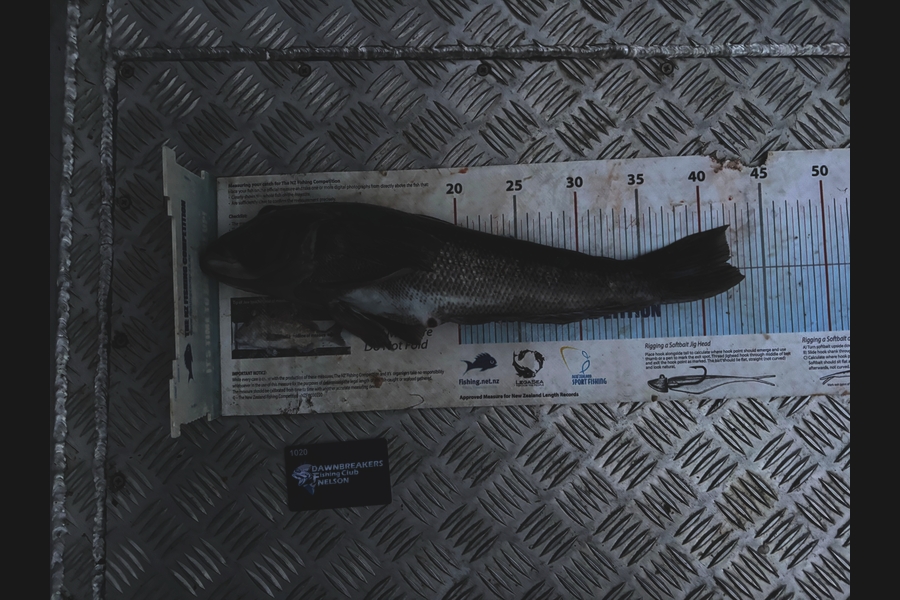 Karl Puklowski  caught this 41.5cm Blue Cod at Nelson/Marlborough during The Export NZ Fishing Competition