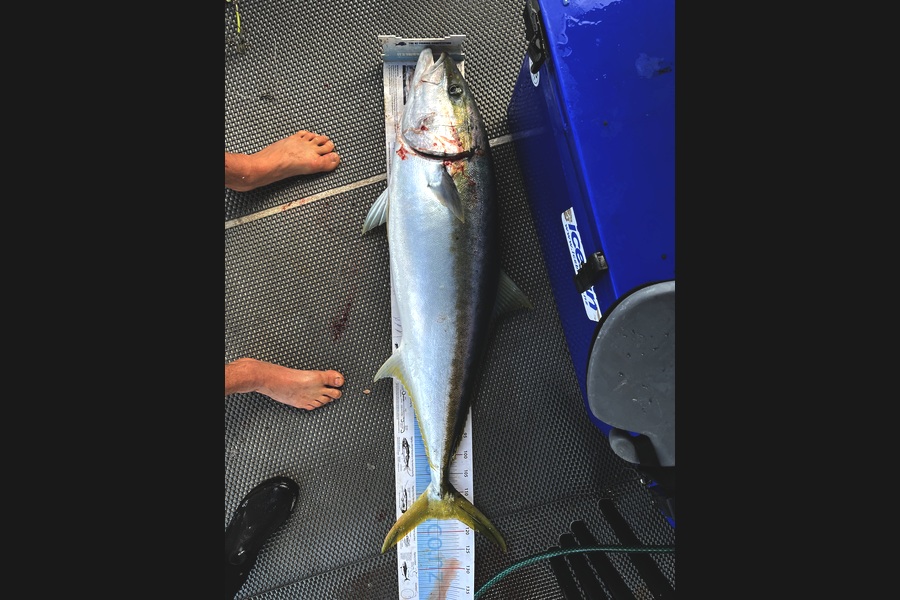 Kraig Steiner caught this 116.5cm Kingfish at Northland during The Export NZ Fishing Competition