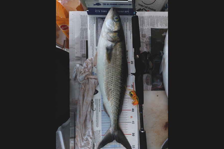 Dick Bavelaar caught this 52.0cm Kahawai at Auckland during The Export NZ Fishing Competition