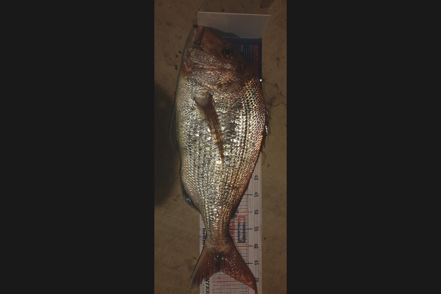 Pete Walker caught this 67cm Snapper at West Coast during The Export NZ Fishing Competition