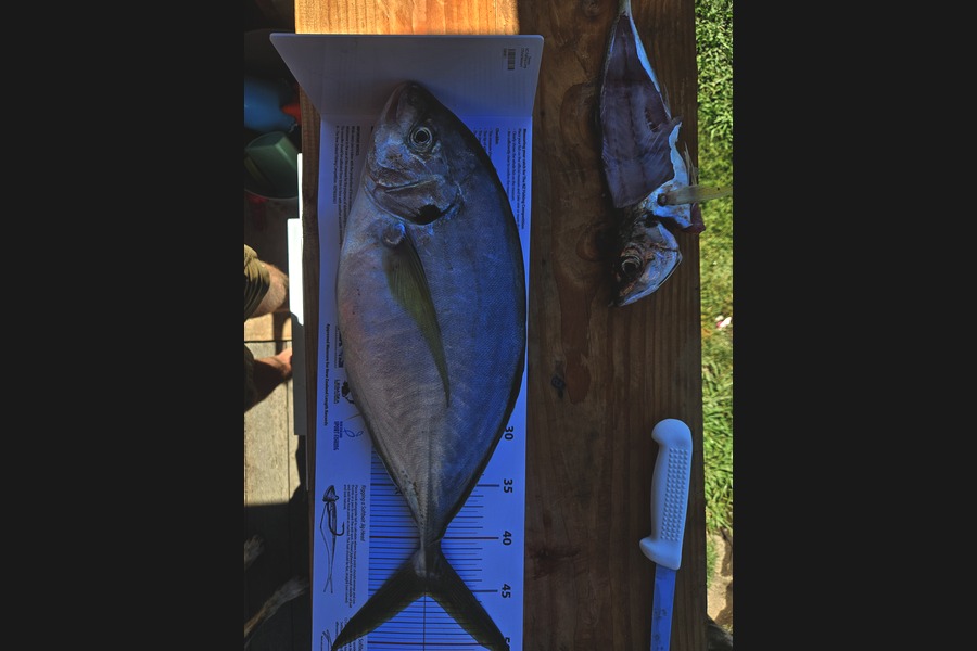 Angus Fuhrer caught this 45.0cm Trevally at Hawkes Bay during The Export NZ Fishing Competition