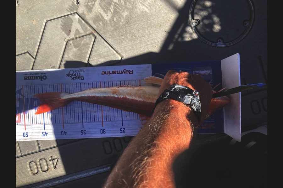 David Monagan caught this 45.5cm Gurnard at Hawkes Bay during The Export NZ Fishing Competition