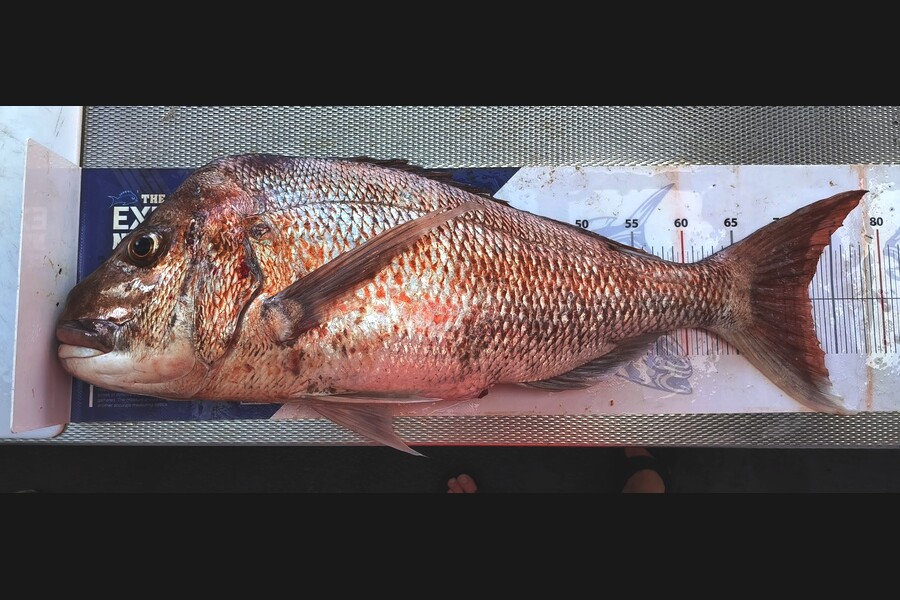 Steve Ford caught this 72.5cm Snapper at Auckland during The Export NZ Fishing Competition