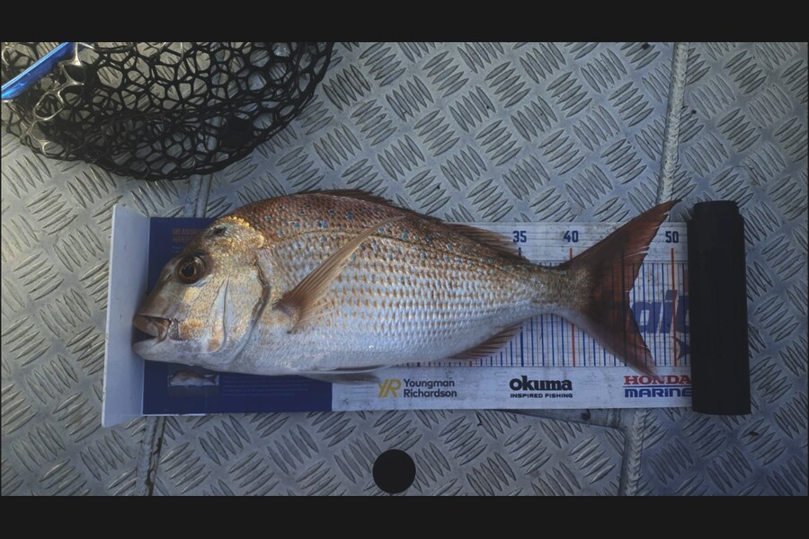 James Bailey caught this 45.0cm Snapper at Bay of Plenty during The Export NZ Fishing Competition