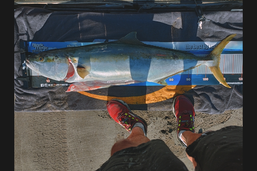Douglas Hendry caught this 105.0cm Kingfish at Coromandel during The Export NZ Fishing Competition