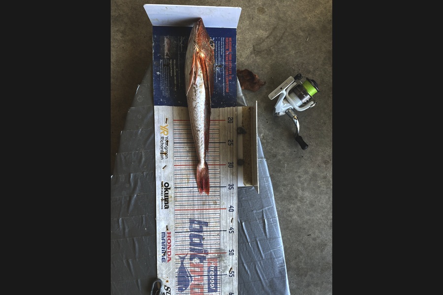 Graeme Duncan caught this 35.0cm Gurnard at Bay of Plenty during The Export NZ Fishing Competition