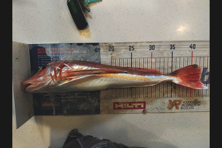 Laurence Knighton caught this 41.5cm Gurnard at Canterbury during The Export NZ Fishing Competition
