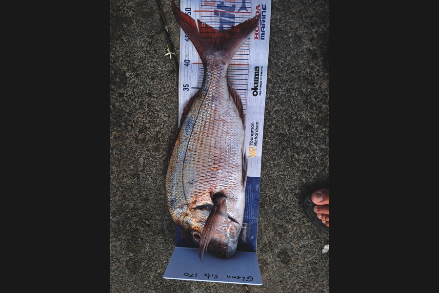 Glenn Lucas caught this 46.0cm Snapper at Auckland during The Export NZ Fishing Competition