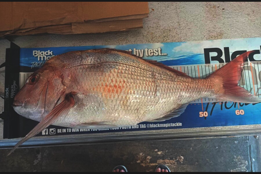 Jo Kerr caught this 60.0cm Snapper at East Cape during The Export NZ Fishing Competition
