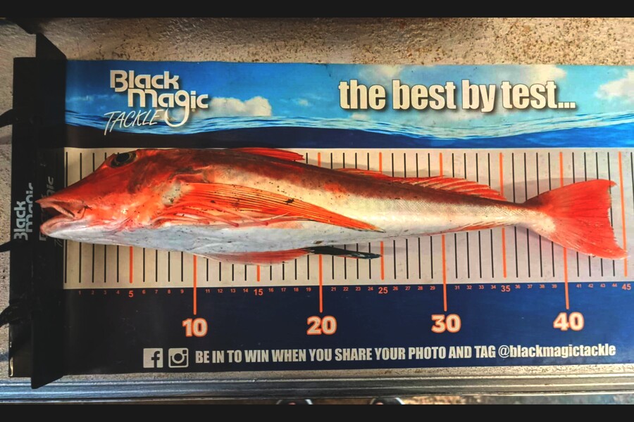 Jo Kerr caught this 43.0cm Gurnard at East Cape during The Export NZ Fishing Competition