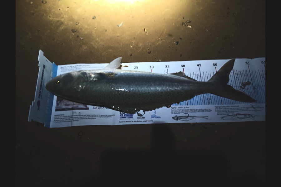 Richard Cash caught this 52.5cm Kahawai at Northland during The Export NZ Fishing Competition