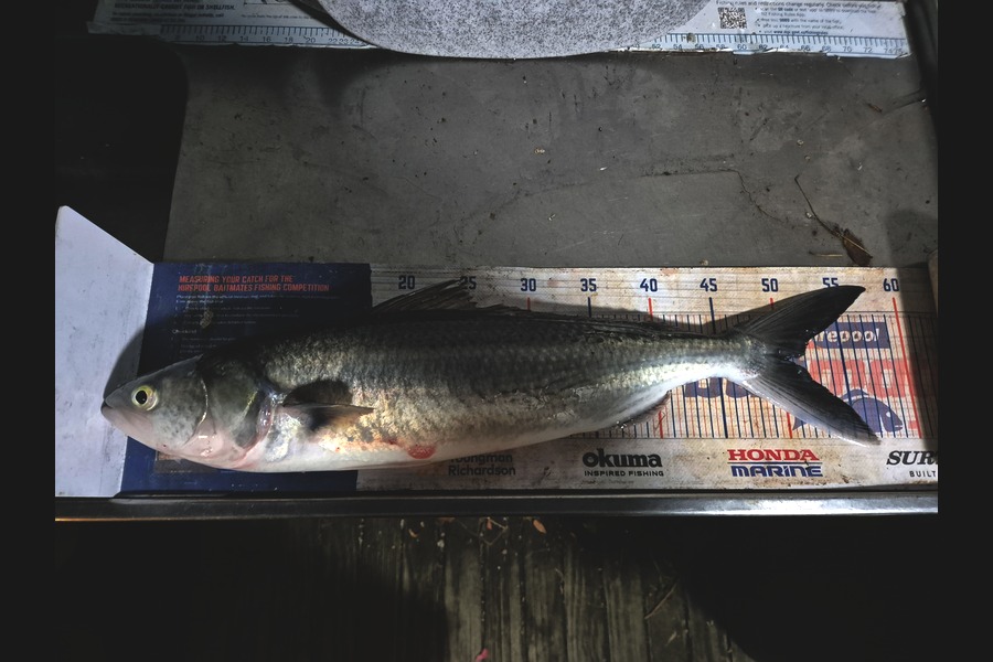Jordan Boyd caught this 50.5cm Kahawai at Wellington during The Export NZ Fishing Competition