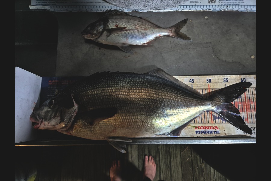 Jordan Boyd caught this 56.0cm Blue Moki at Wellington during The Export NZ Fishing Competition
