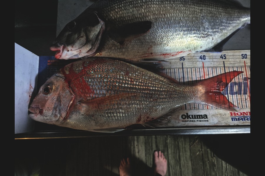 Jordan Boyd caught this 43.0cm Snapper at Wellington during The Export NZ Fishing Competition