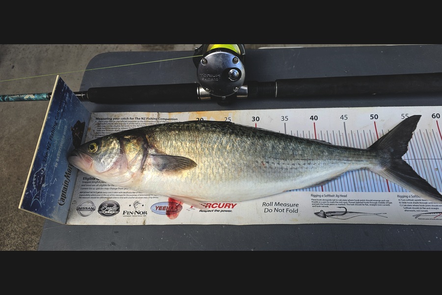 Frank van Vroonhoven caught this 53.0cm Kahawai at Bay of Plenty during The Export NZ Fishing Competition