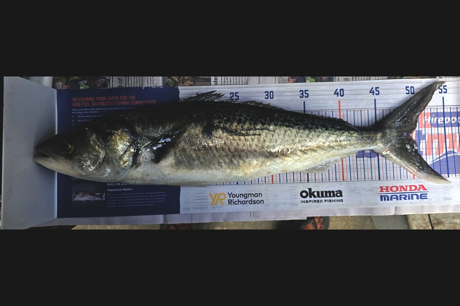 Pat Barrett caught this 48.5cm Kahawai at Wellington during The Export NZ Fishing Competition