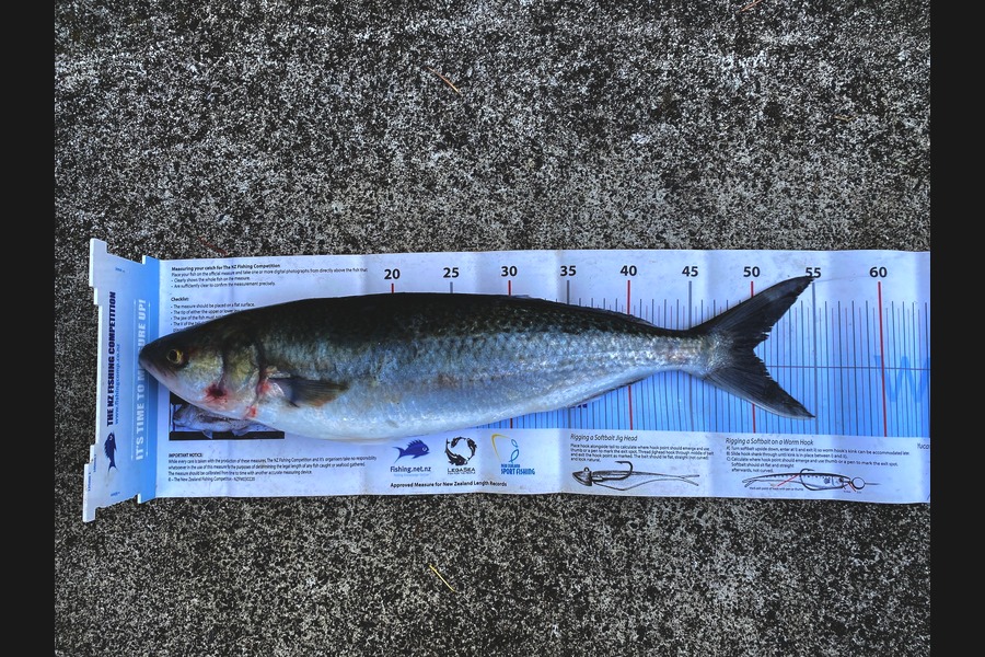 Roy Wedderburn caught this 50.0cm Kahawai at Northland during The Export NZ Fishing Competition