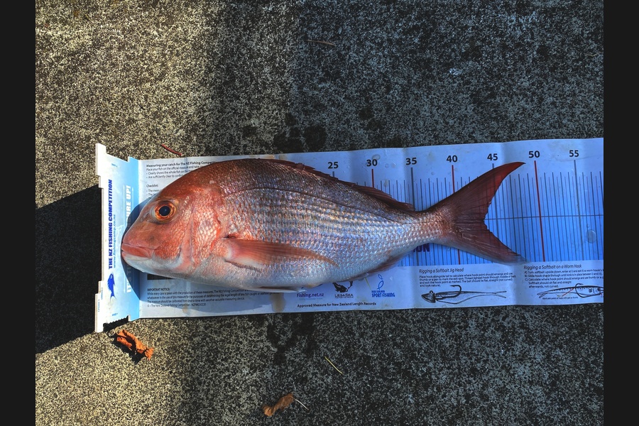 Roy Wedderburn caught this 43.5cm Snapper at Northland during The Export NZ Fishing Competition