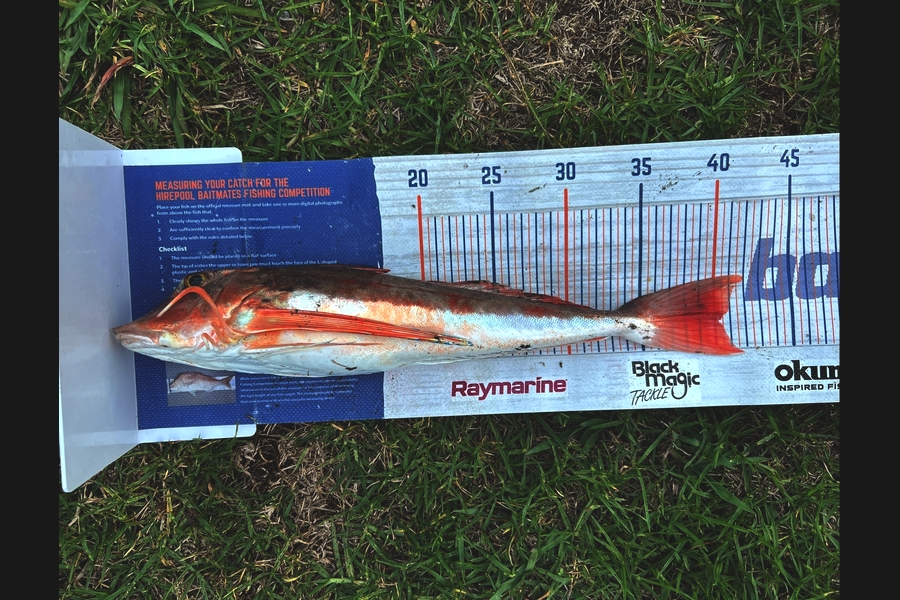 Joyson Dsilva caught this 40.0cm Gurnard at Taranaki during The Export NZ Fishing Competition