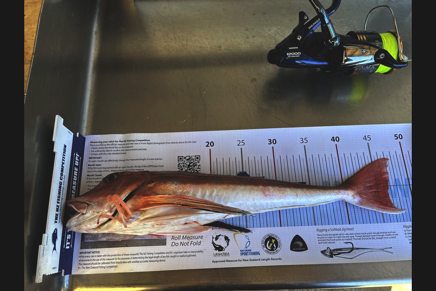 Heta Smith caught this 46.5cm Gurnard at Taranaki during The Export NZ Fishing Competition