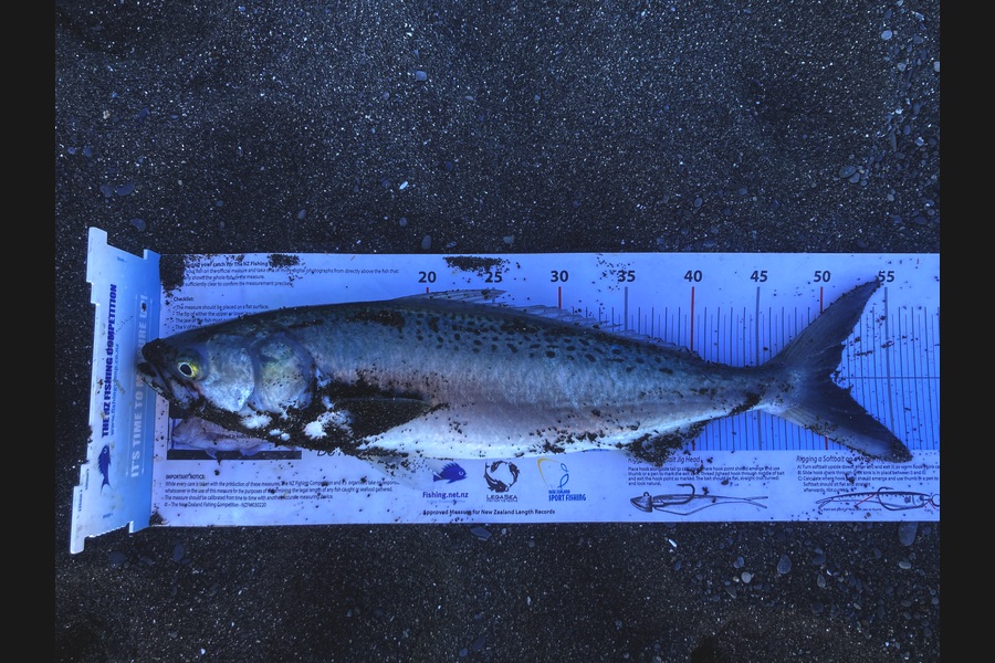 Anthony Murray caught this 50.5cm Kahawai at Wairarapa
 during The Export NZ Fishing Competition