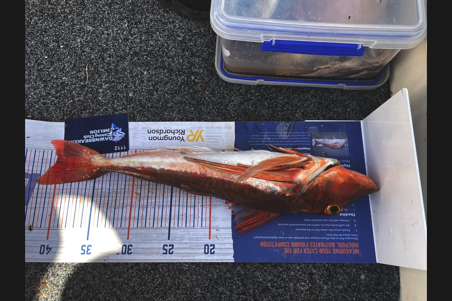 Scott Brunt caught this 40.0cm Gurnard at Nelson/Marlborough during The Export NZ Fishing Competition