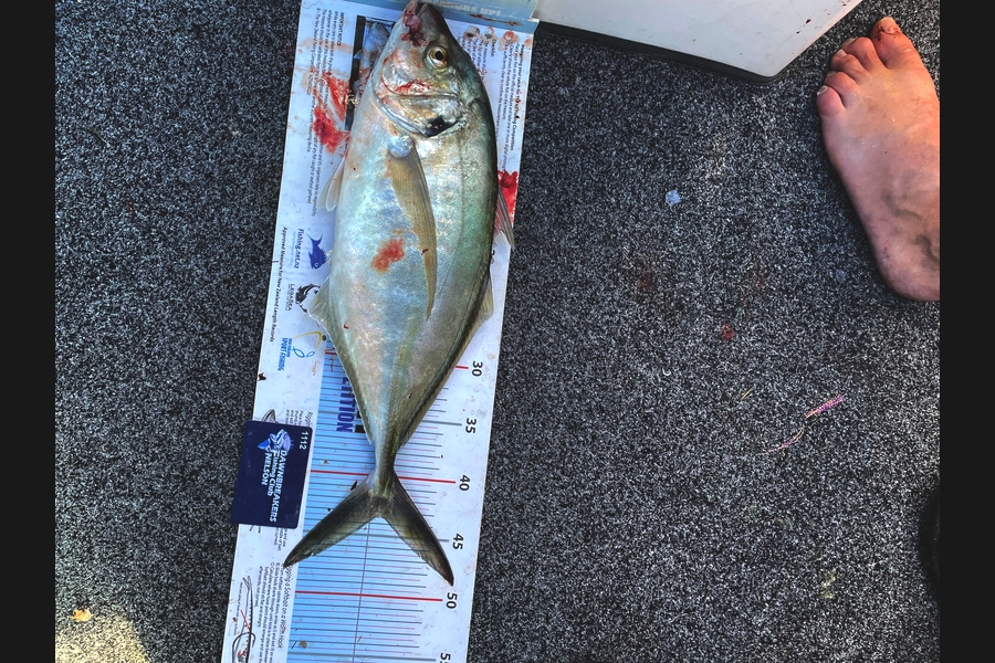 Scott Brunt caught this 43cm Trevally at Nelson/Marlborough during The Export NZ Fishing Competition