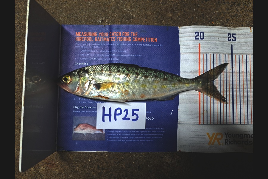 Braxdyn Ray caught this 21.5cm Kahawai at Nelson/Marlborough during The Export NZ Fishing Competition