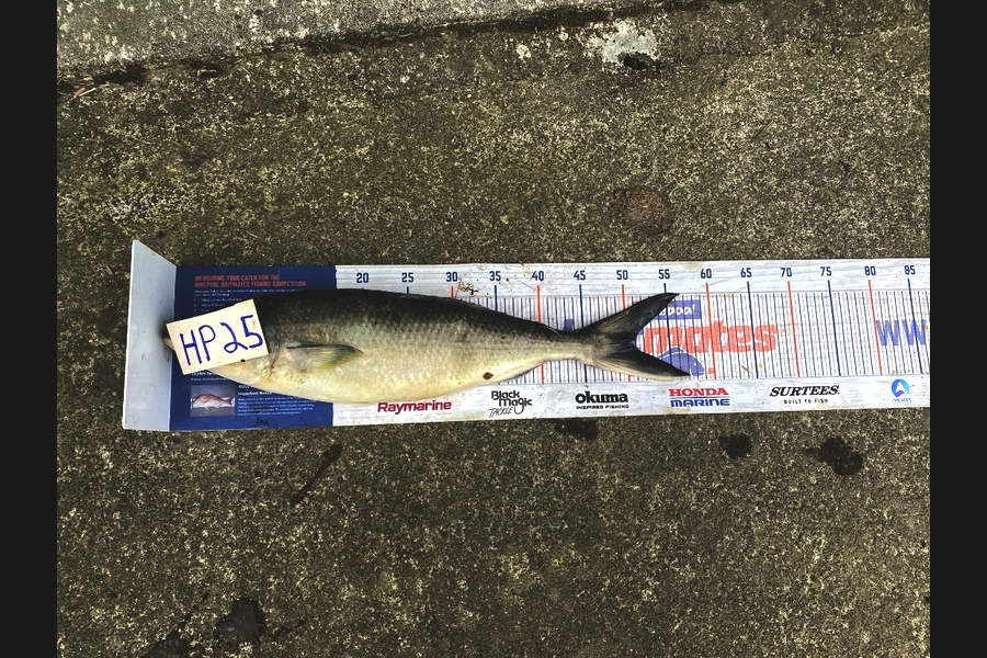 Blake Russell caught this 50cm Kahawai at Manawatu during The Export NZ Fishing Competition