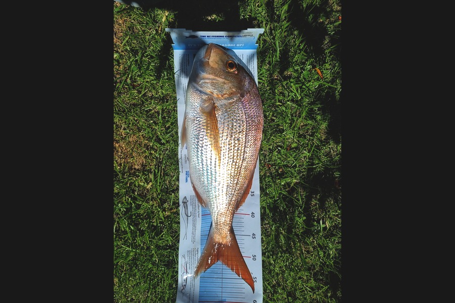 Cameron Chow caught this 51.0cm Snapper at Bay of Plenty during The Export NZ Fishing Competition