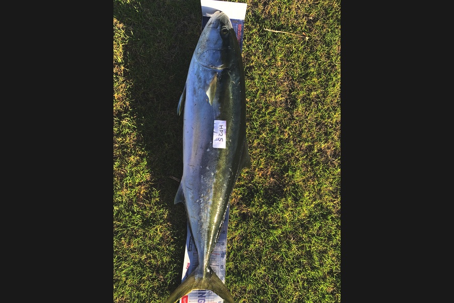 Alex White caught this 115.0cm Kingfish at Northland during The Export NZ Fishing Competition