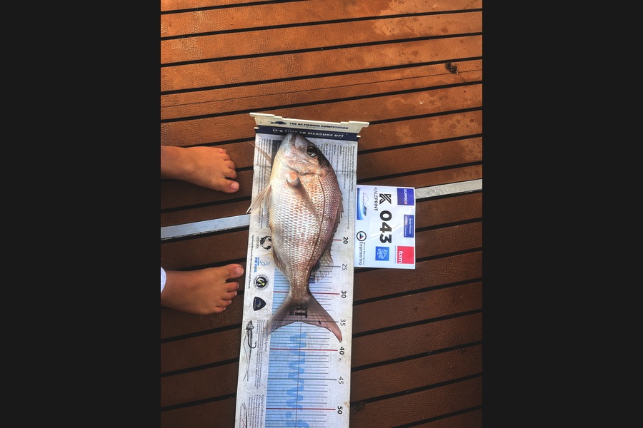 Parker  Tupper caught this 35.0cm Snapper at Bay of Plenty during The Export NZ Fishing Competition