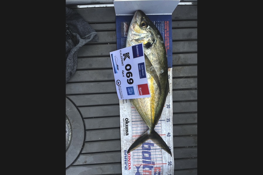 Gavin Kale caught this 41.0cm Trevally at Bay of Plenty during The Export NZ Fishing Competition