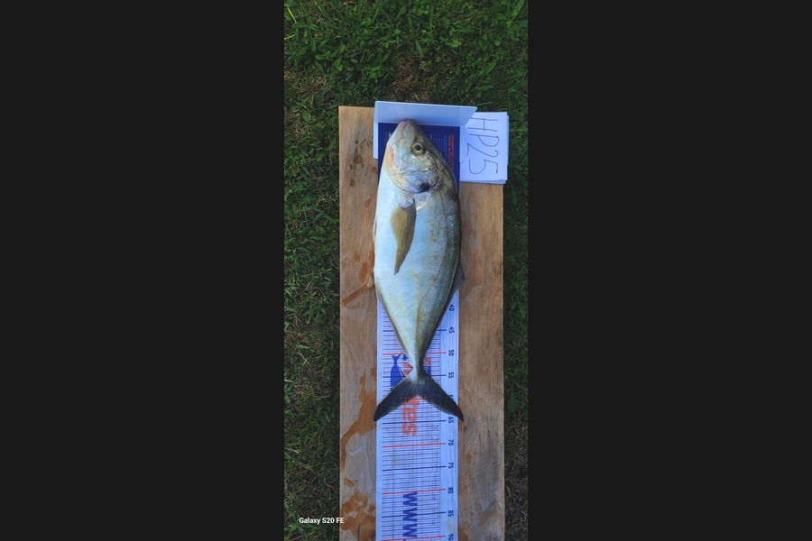 Ricky  Blanken caught this 59cm Trevally at Northland during The Export NZ Fishing Competition