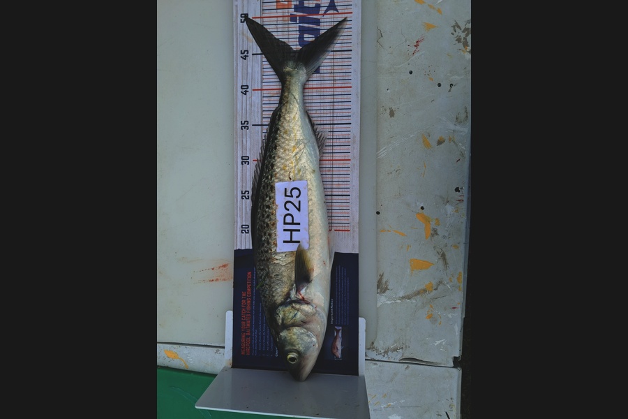 Ethan Madsen caught this 45.0cm Kahawai at Bay of Plenty during The Export NZ Fishing Competition