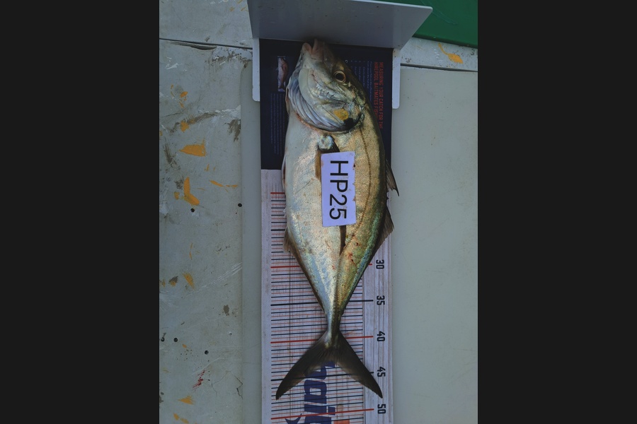 Ethan Madsen caught this 43.0cm Trevally at Bay of Plenty during The Export NZ Fishing Competition