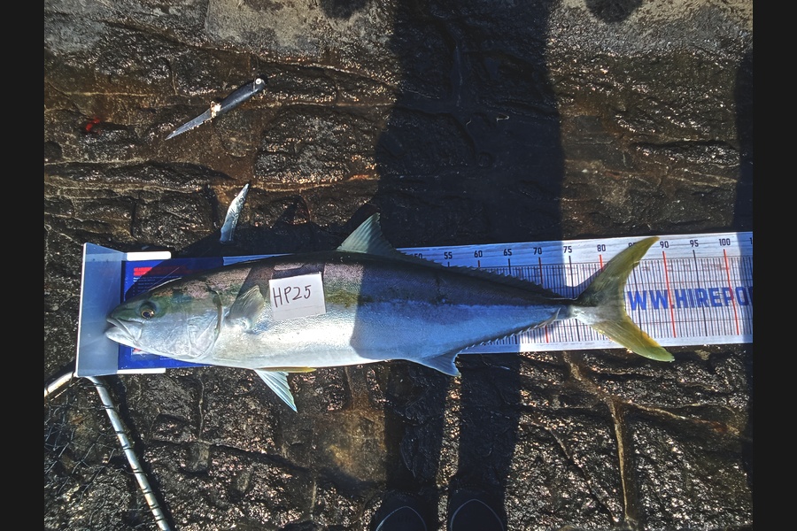 Bodhi Bishop Saunders caught this 82.5cm Kingfish at Coromandel during The Export NZ Fishing Competition