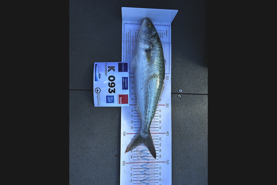 Chris Butler caught this 43.0cm Kahawai at Bay of Plenty during The Export NZ Fishing Competition