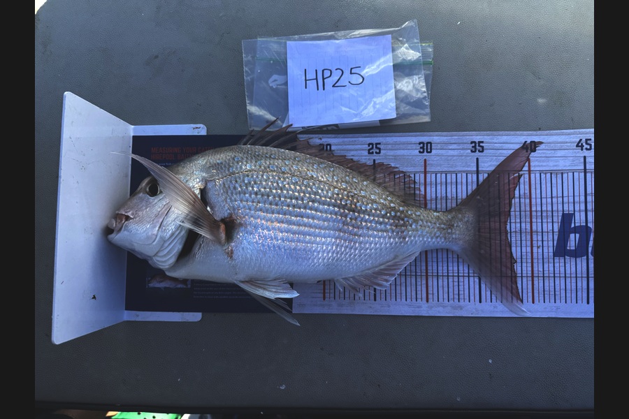 Kayden Russell caught this 37.5cm Snapper at Northland during The Export NZ Fishing Competition