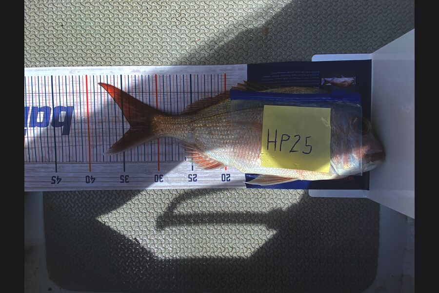 Hugo Galea caught this 34.0cm Snapper at Auckland during The Export NZ Fishing Competition