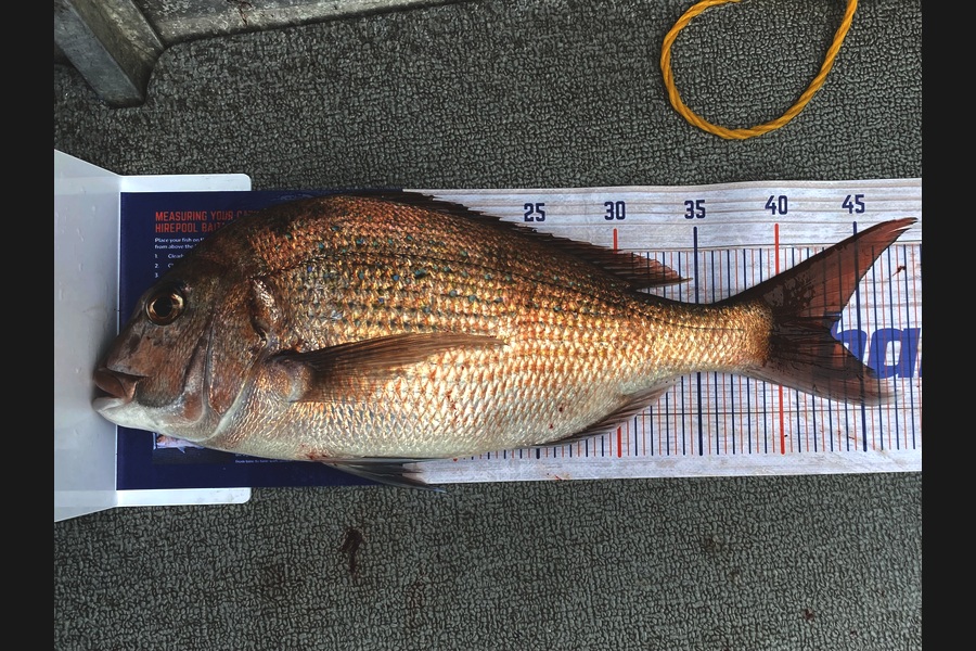 Mike Foothead caught this 43.0cm Snapper at Wellington during The Export NZ Fishing Competition