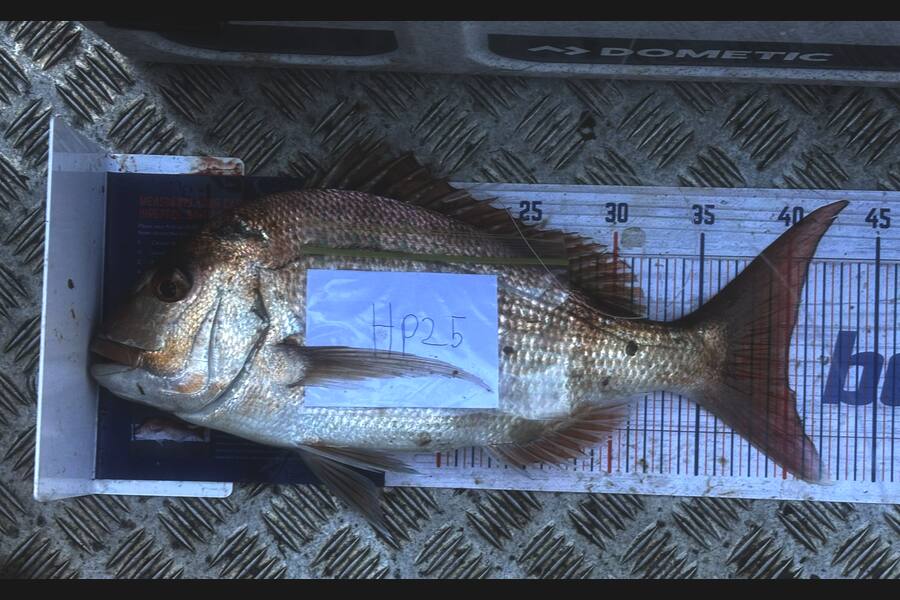Ryan Rasmussen caught this 40.0cm Snapper at Waikato during The Export NZ Fishing Competition