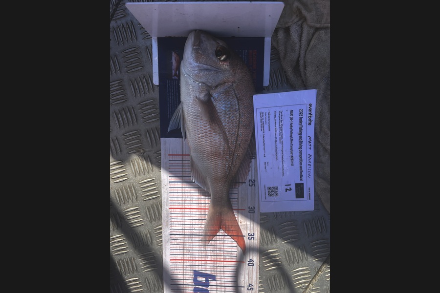 Matt Harrison caught this 33.5cm Snapper at Northland during The Export NZ Fishing Competition