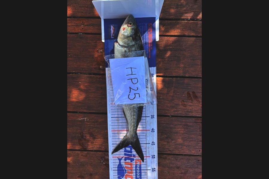 Ashton Woolford caught this 45.0cm Kahawai at Northland during The Export NZ Fishing Competition