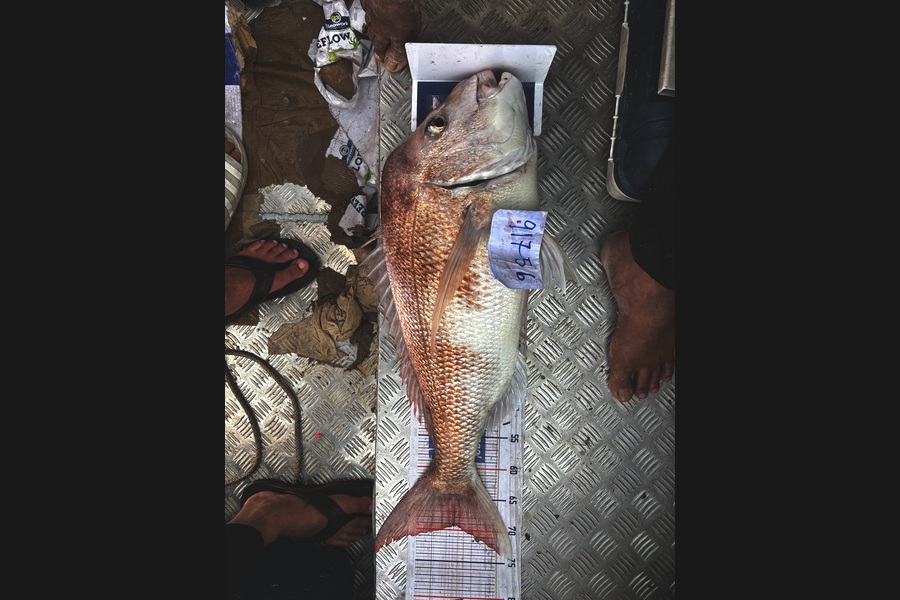 Jasper khian Meneses caught this 69.0cm Snapper at Waikato during The Export NZ Fishing Competition