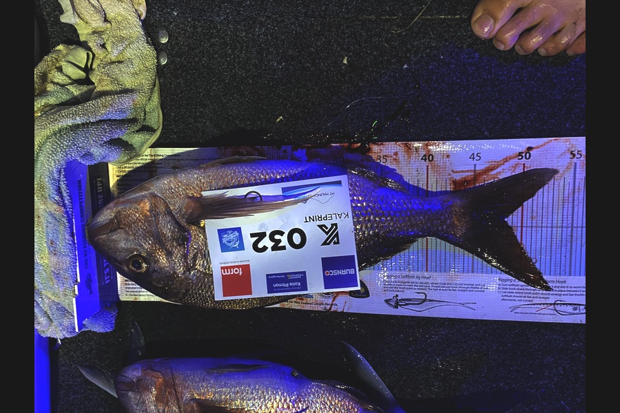 Mathew Harley caught this 48.0cm Snapper at Bay of Plenty during The Export NZ Fishing Competition
