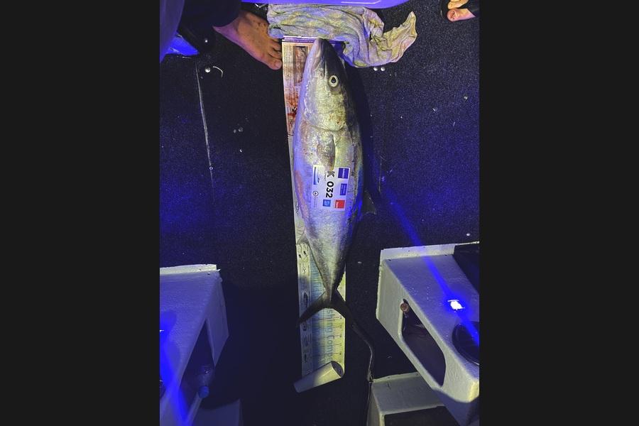 Mathew Harley caught this 104.5cm Kingfish at Bay of Plenty during The Export NZ Fishing Competition